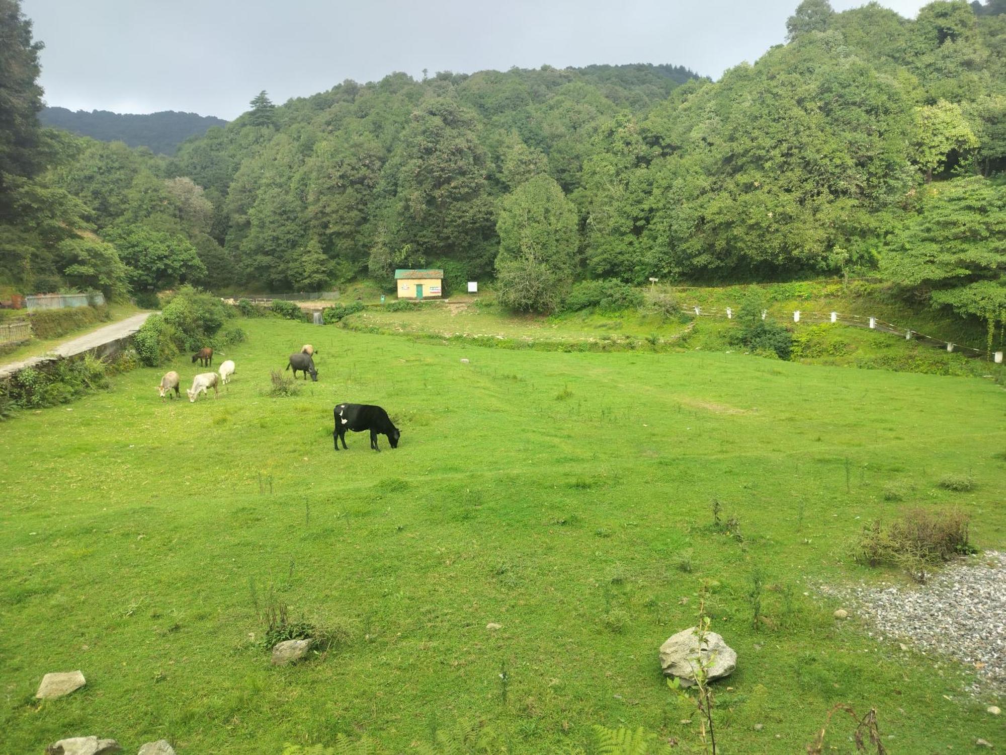 Simba Jungle Lodge, Binsar Wildlife Sanctuary Exterior foto